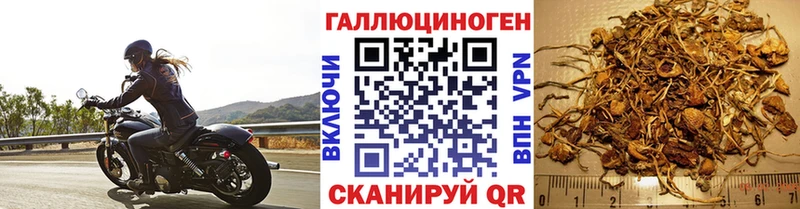 Галлюциногенные грибы Psilocybine cubensis  Людиново 